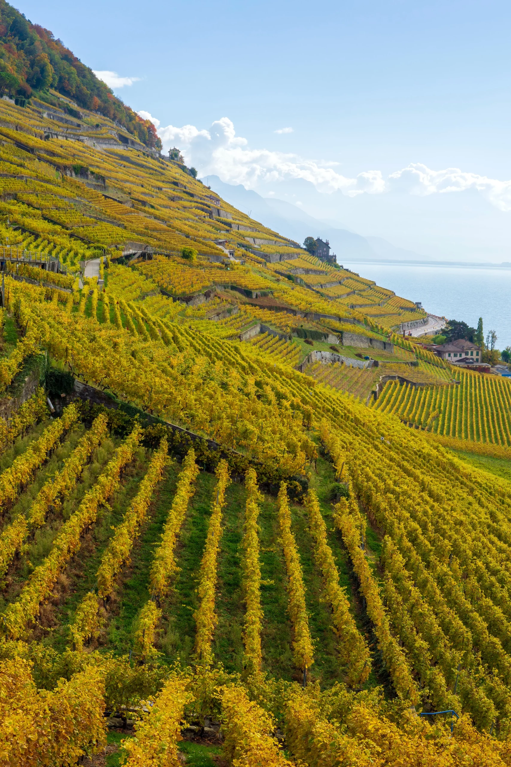 Des vignes au bord du Lac Léman, en Suisse.